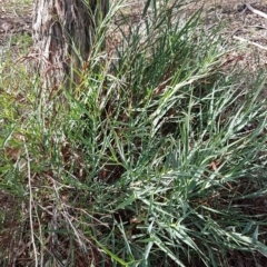 Stypandra glauca (Nodding Blue Lily) at Gossan Hill - 25 Mar 2020 by tpreston