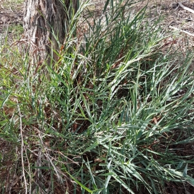 Stypandra glauca (Nodding Blue Lily) at Bruce, ACT - 25 Mar 2020 by trevorpreston