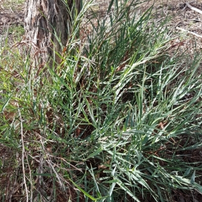 Stypandra glauca (Nodding Blue Lily) at Bruce, ACT - 25 Mar 2020 by tpreston