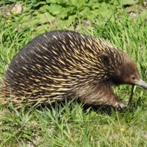 Tachyglossus aculeatus at Stromlo, ACT - 25 Mar 2020