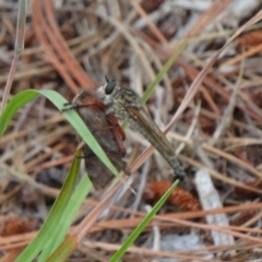 Unidentified Robber fly (Asilidae) (TBC) at - 26 Dec 2016 by JanHartog