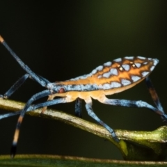 Amorbus sp. (genus) (Eucalyptus Tip bug) at Bruce Ridge to Gossan Hill - 24 Jan 2019 by Bron