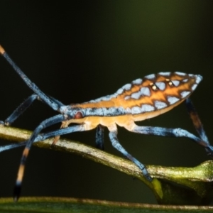 Amorbus sp. (genus) at Bruce, ACT - 25 Jan 2019