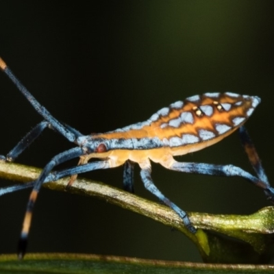 Amorbus (genus) (Eucalyptus Tip bug) at Bruce, ACT - 25 Jan 2019 by Bron