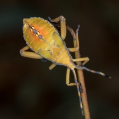 Amorbus sp. (genus) at Bruce, ACT - 25 Jan 2019