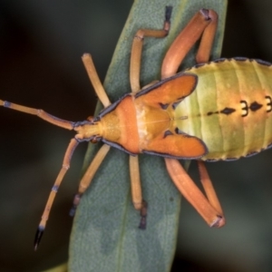 Amorbus sp. (genus) at Bruce, ACT - 25 Jan 2019