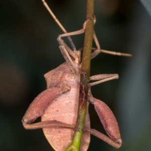 Amorbus sp. (genus) at Bruce, ACT - 25 Jan 2019