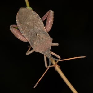 Amorbus sp. (genus) at Bruce, ACT - 25 Jan 2019