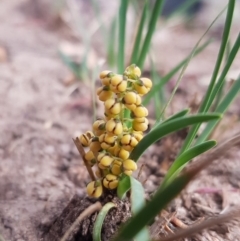 Lomandra filiformis (Wattle Mat-rush) at Chisholm, ACT - 25 Mar 2020 by RomanSoroka