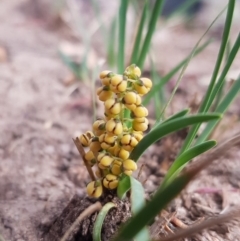 Lomandra filiformis (Wattle Mat-rush) at Chisholm, ACT - 25 Mar 2020 by Roman