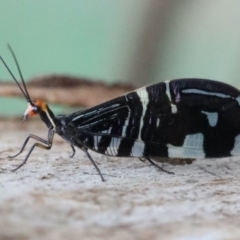 Porismus strigatus (Pied Lacewing) at Majura, ACT - 25 Mar 2020 by jb2602