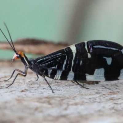 Porismus strigatus (Pied Lacewing) at Majura, ACT - 25 Mar 2020 by jbromilow50