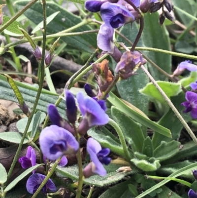 Glycine tabacina (Variable Glycine) at Oakey Hill - 25 Mar 2020 by ajlandford