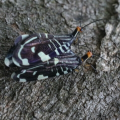 Porismus strigatus (Pied Lacewing) at Majura, ACT - 25 Mar 2020 by jbromilow50