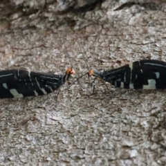 Porismus strigatus (Pied Lacewing) at Mount Ainslie - 25 Mar 2020 by jb2602