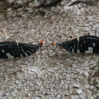 Porismus strigatus (Pied Lacewing) at Majura, ACT - 25 Mar 2020 by jbromilow50