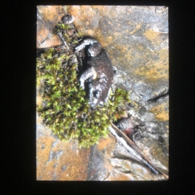 Pseudophryne bibronii (Brown Toadlet) at Namadgi National Park - 25 Mar 2020 by BrianLR