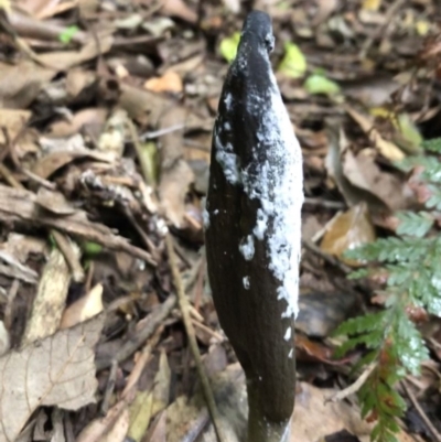 Drechmeria gunnii (Dark Vegetable Caterpillar) at Budderoo National Park - 25 Mar 2020 by WattaWanderer