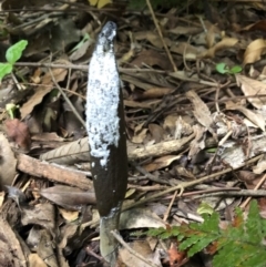 Drechmeria gunnii at Budderoo, NSW - 25 Mar 2020