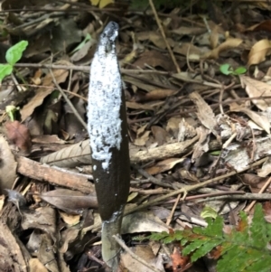 Drechmeria gunnii at Budderoo, NSW - 25 Mar 2020