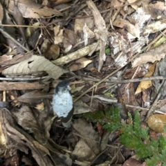 Drechmeria gunnii at Budderoo, NSW - 25 Mar 2020 11:21 AM