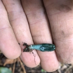 Microglossum viride at Budderoo, NSW - 25 Mar 2020