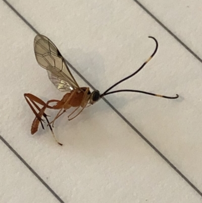 Ichneumonidae (family) (Unidentified ichneumon wasp) at Aranda, ACT - 26 Mar 2020 by Jubeyjubes