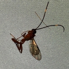 Stiromesostenus sp. (genus) at Aranda, ACT - 26 Mar 2020