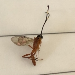 Ichneumonidae (family) at Aranda, ACT - 26 Mar 2020 08:46 AM