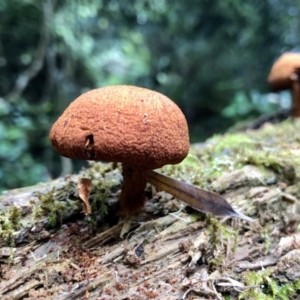 Gymnopilus sp. at Wattamolla, NSW - 25 Mar 2020