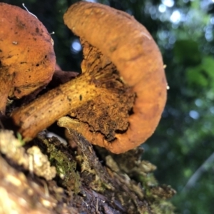 Gymnopilus sp. at Wattamolla, NSW - 25 Mar 2020