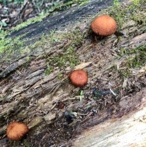 Gymnopilus sp. at Wattamolla, NSW - 25 Mar 2020