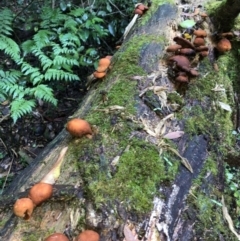 Gymnopilus sp. at Wattamolla, NSW - 25 Mar 2020