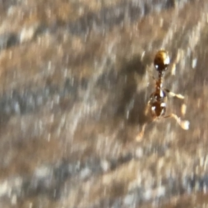 Monomorium sp. (genus) at Aranda, ACT - 25 Mar 2020