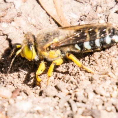 Bembix sp. (genus) (Unidentified Bembix sand wasp) at Chapman, ACT - 23 Mar 2020 by SWishart