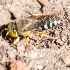 Bembix sp. (genus) at Chapman, ACT - 23 Mar 2020 11:11 AM