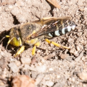 Bembix sp. (genus) at Chapman, ACT - 23 Mar 2020