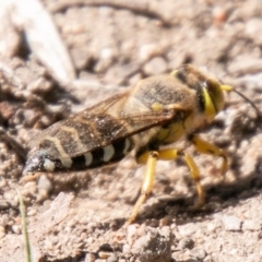 Bembix sp. (genus) at Chapman, ACT - 23 Mar 2020 11:11 AM