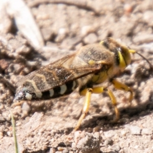 Bembix sp. (genus) at Chapman, ACT - 23 Mar 2020 11:11 AM