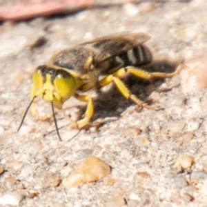 Bembix sp. (genus) at Chapman, ACT - 23 Mar 2020