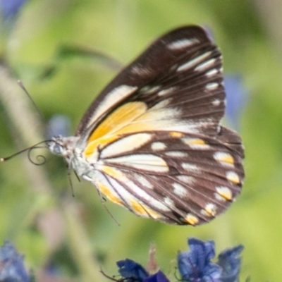 Belenois java (Caper White) at Gigerline Nature Reserve - 23 Mar 2020 by SWishart