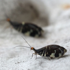 Porismus strigatus (Pied Lacewing) at Mount Ainslie - 25 Mar 2020 by jb2602