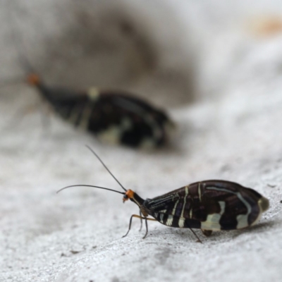 Porismus strigatus (Pied Lacewing) at Majura, ACT - 25 Mar 2020 by jbromilow50