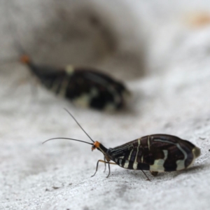 Porismus strigatus at Majura, ACT - 25 Mar 2020