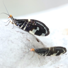 Porismus strigatus at Majura, ACT - 25 Mar 2020