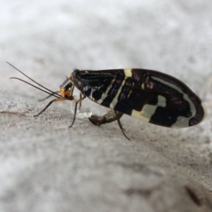 Porismus strigatus at Majura, ACT - 25 Mar 2020