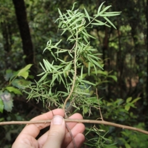 Cassinia trinerva at Wattamolla, NSW - 17 Mar 2020 12:58 PM
