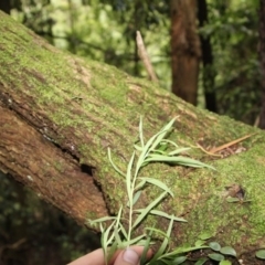 Cassinia trinerva at Wattamolla, NSW - 17 Mar 2020