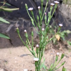 Symphyotrichum subulatum (Wild Aster, Bushy Starwort) at Yass, NSW - 25 Mar 2020 by JaneR
