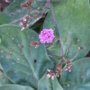 Boerhavia dominii at Yass, NSW - 25 Mar 2020